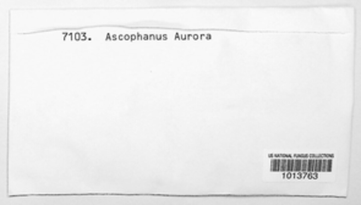 Ascophanus aurora image